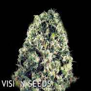 Vision Seeds Amnesia Haze AUTO